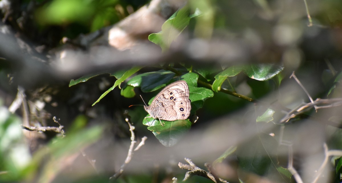 Insects - ML633954840