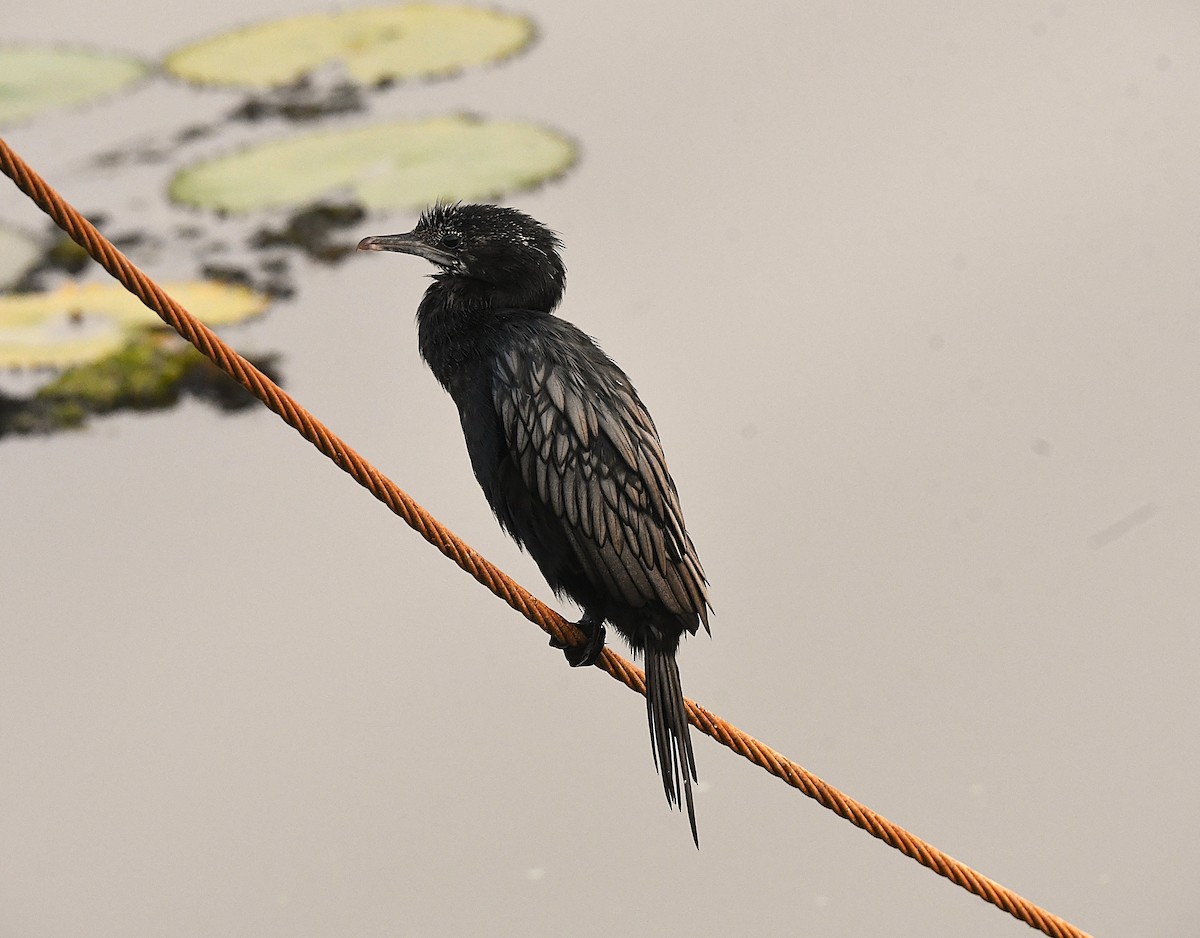 Little Cormorant - ML633954847