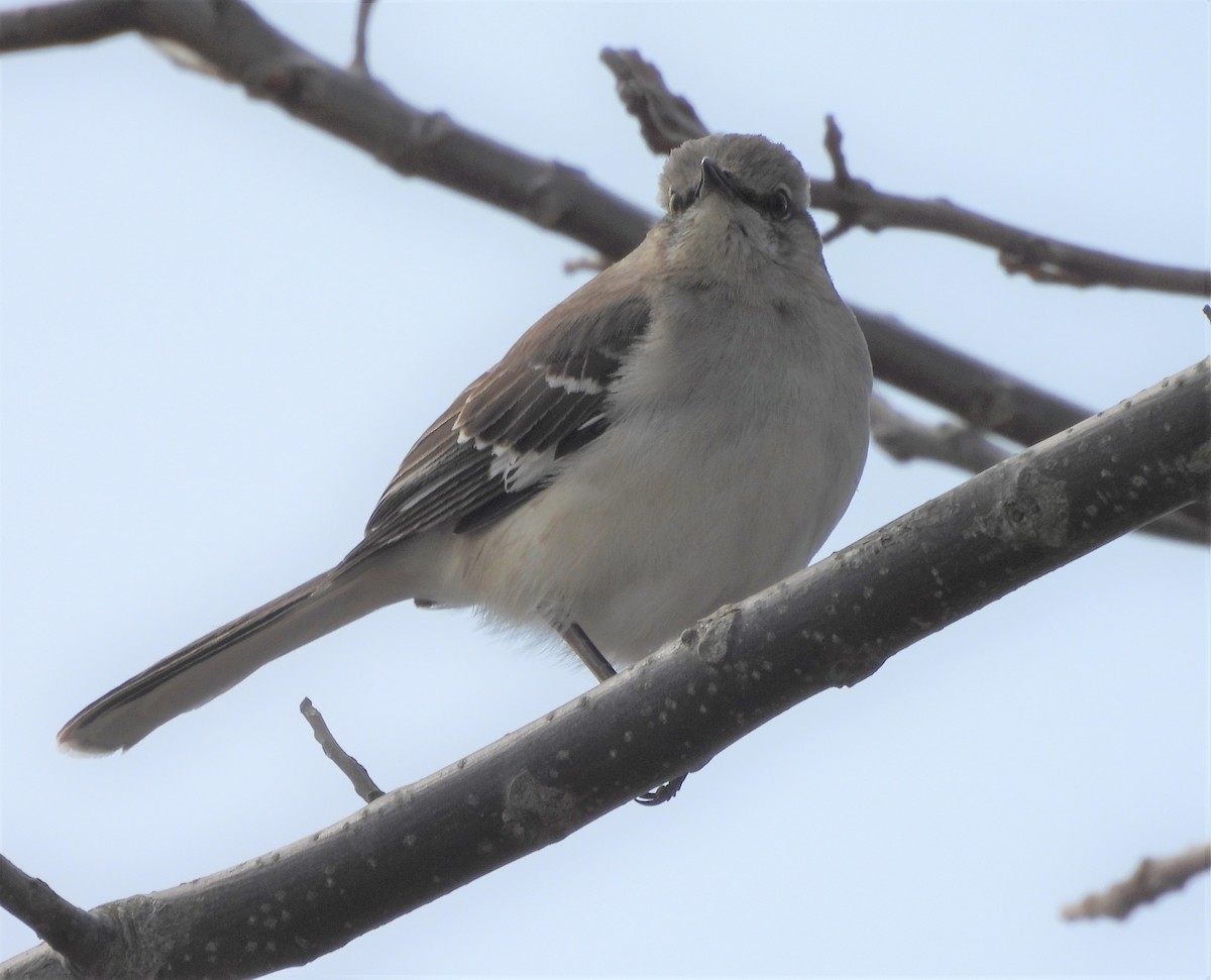 Northern Mockingbird - ML633954855