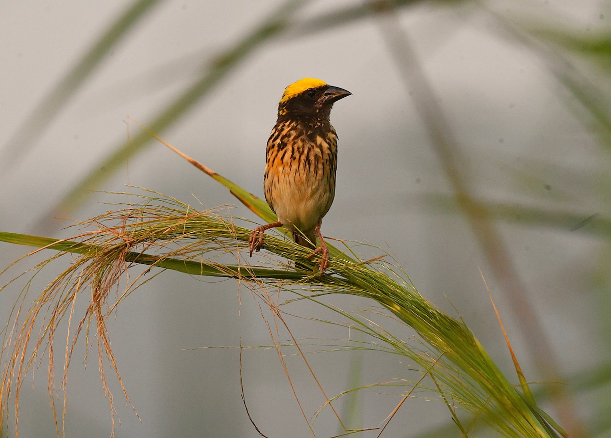 Streaked Weaver - ML633954987