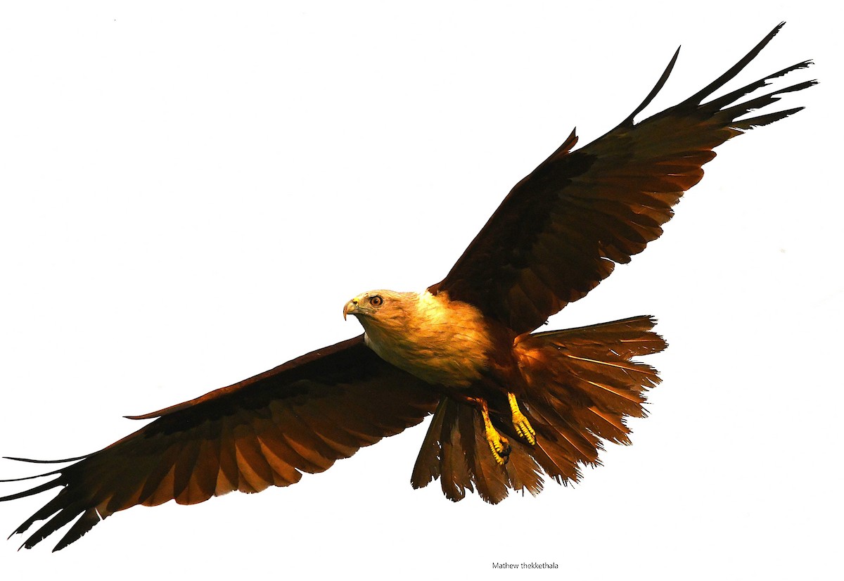 Brahminy Kite - ML633954996