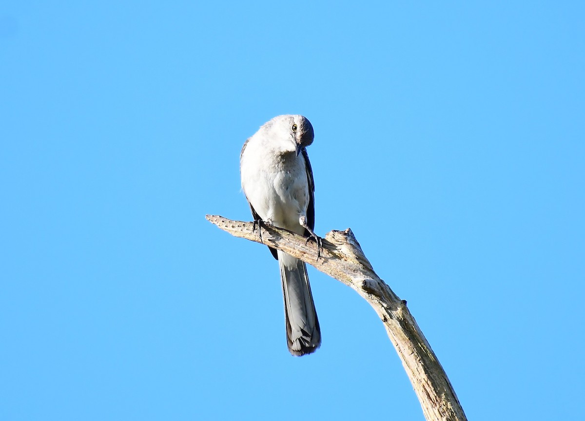 Northern Mockingbird - ML633955002