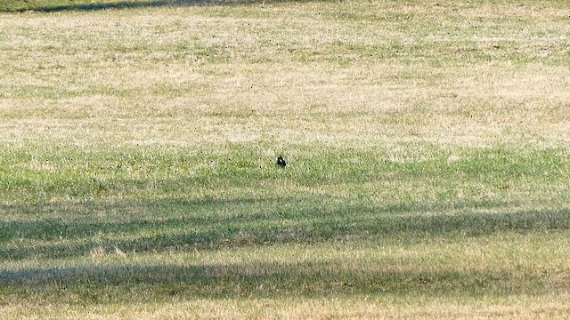 American Crow - ML633955026