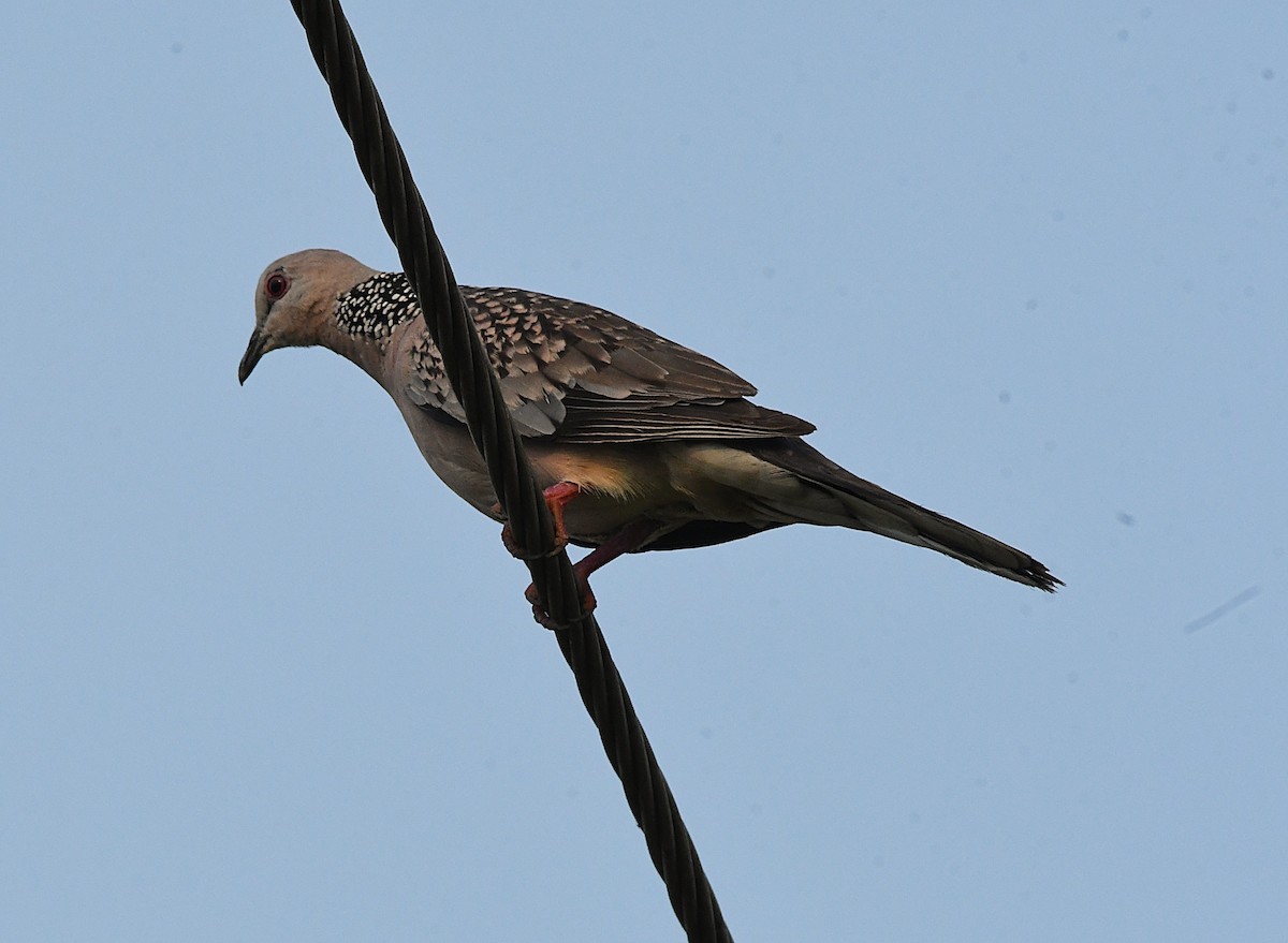 Spotted Dove - ML633955043