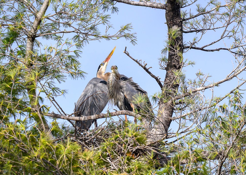 Great Blue Heron - ML633955047