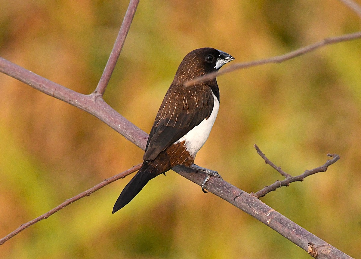 White-rumped Munia - ML633955126