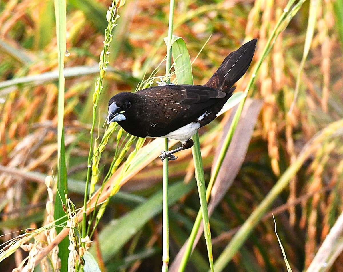 White-rumped Munia - ML633955213
