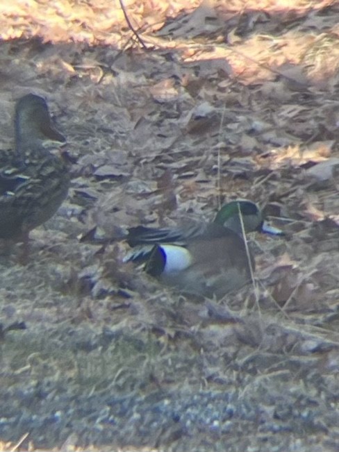 American Wigeon - ML633955255