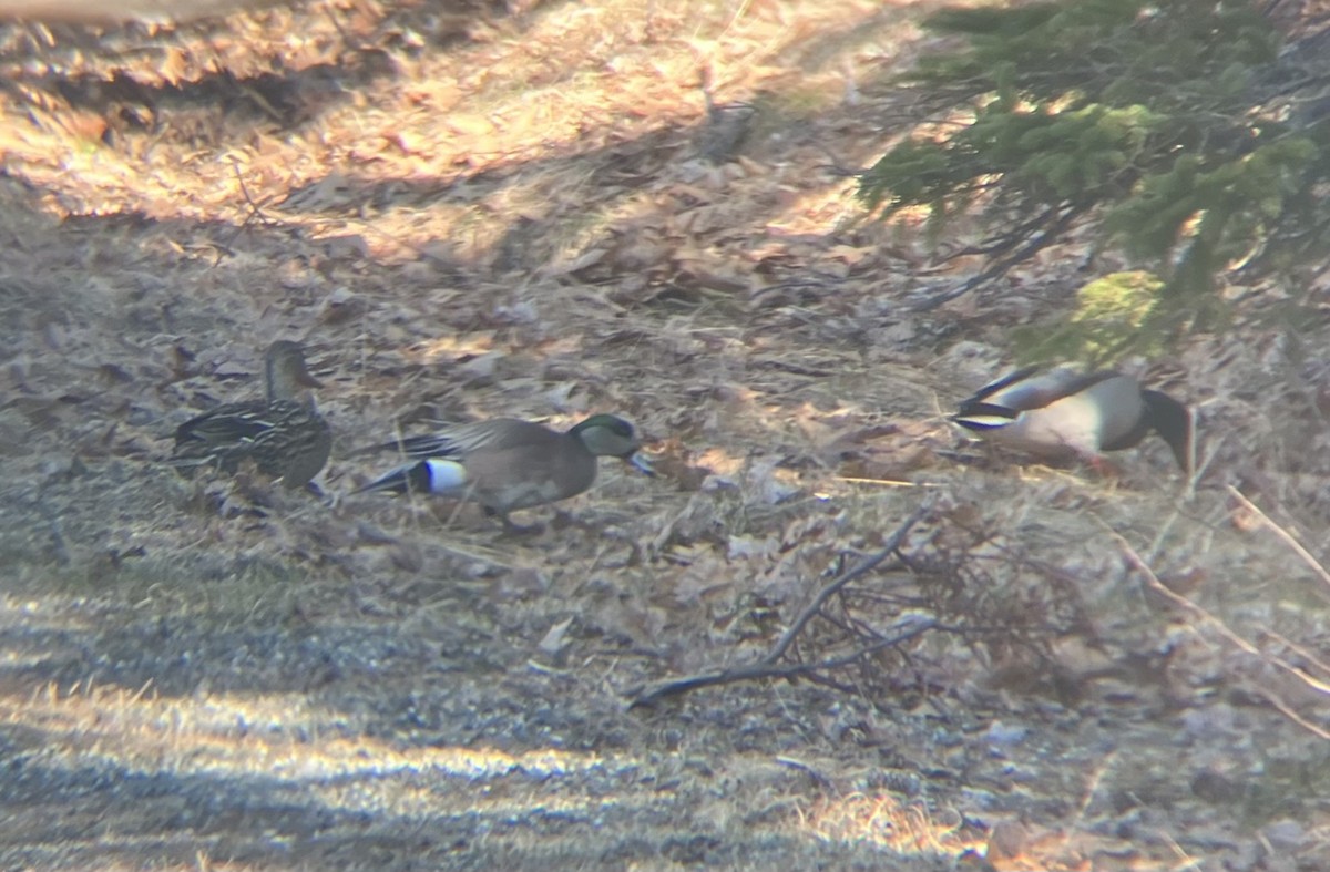 American Wigeon - ML633955256