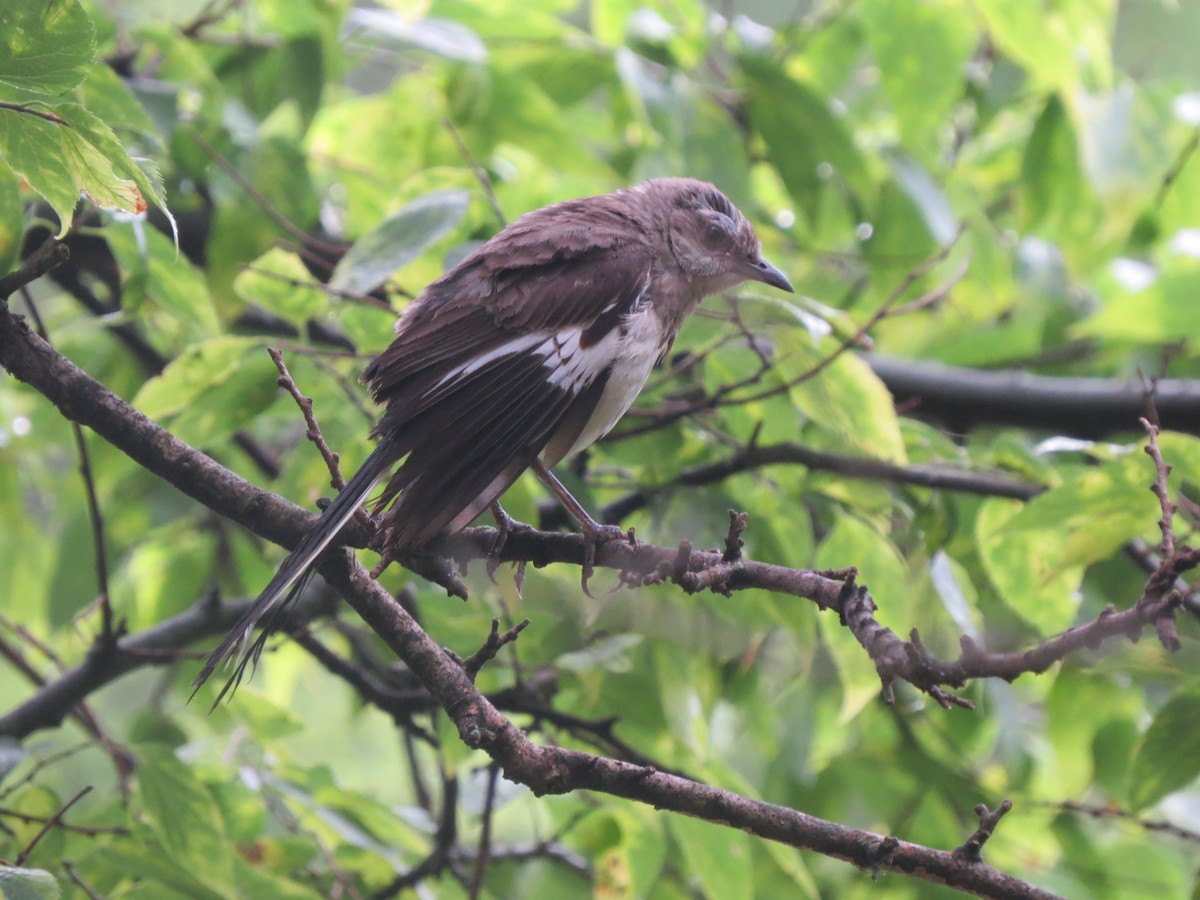 Northern Mockingbird - ML63395531