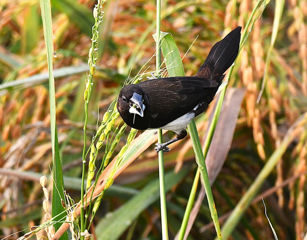 White-rumped Munia - ML633955343