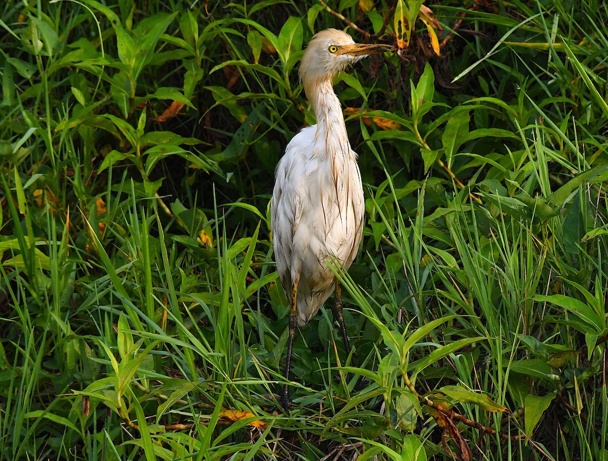 Eastern Cattle-Egret - ML633955409