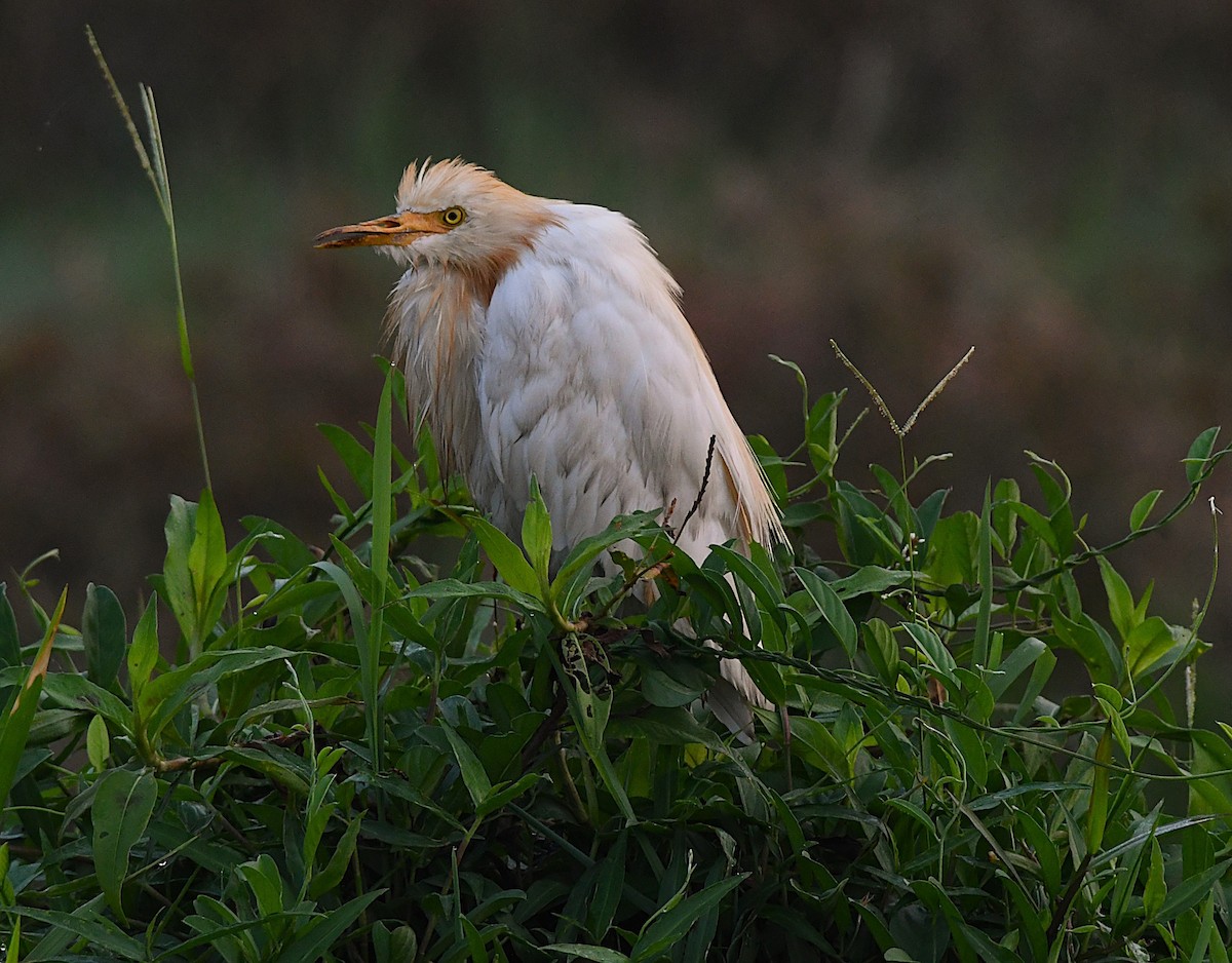 Eastern Cattle-Egret - ML633955411