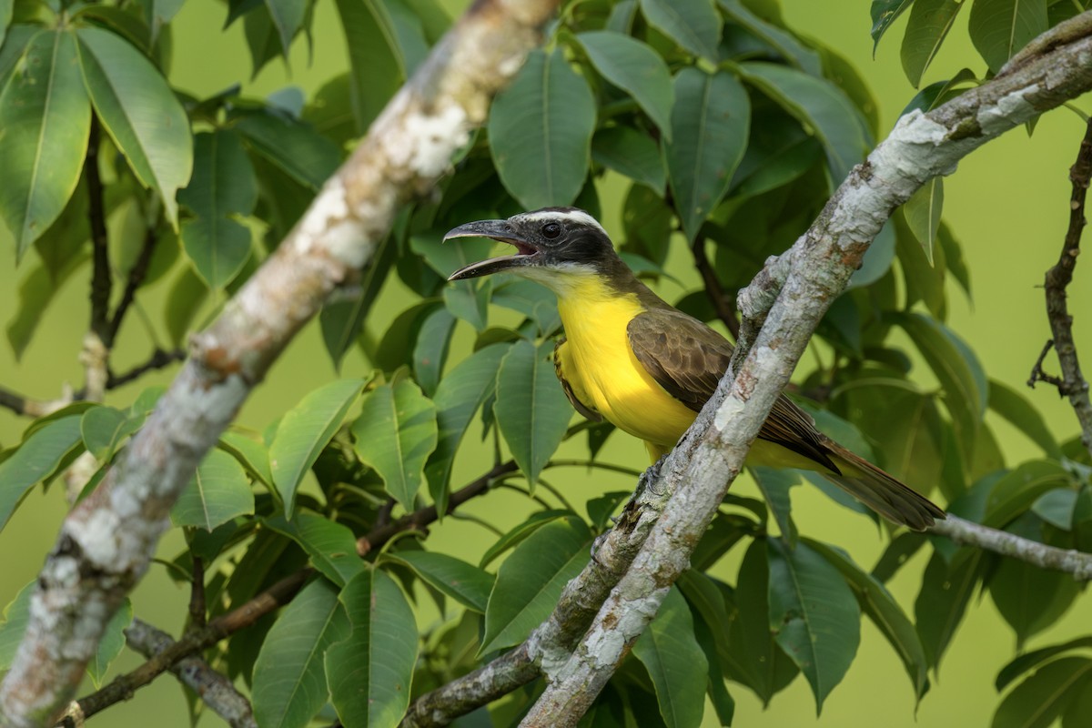 Boat-billed Flycatcher - ML633955433