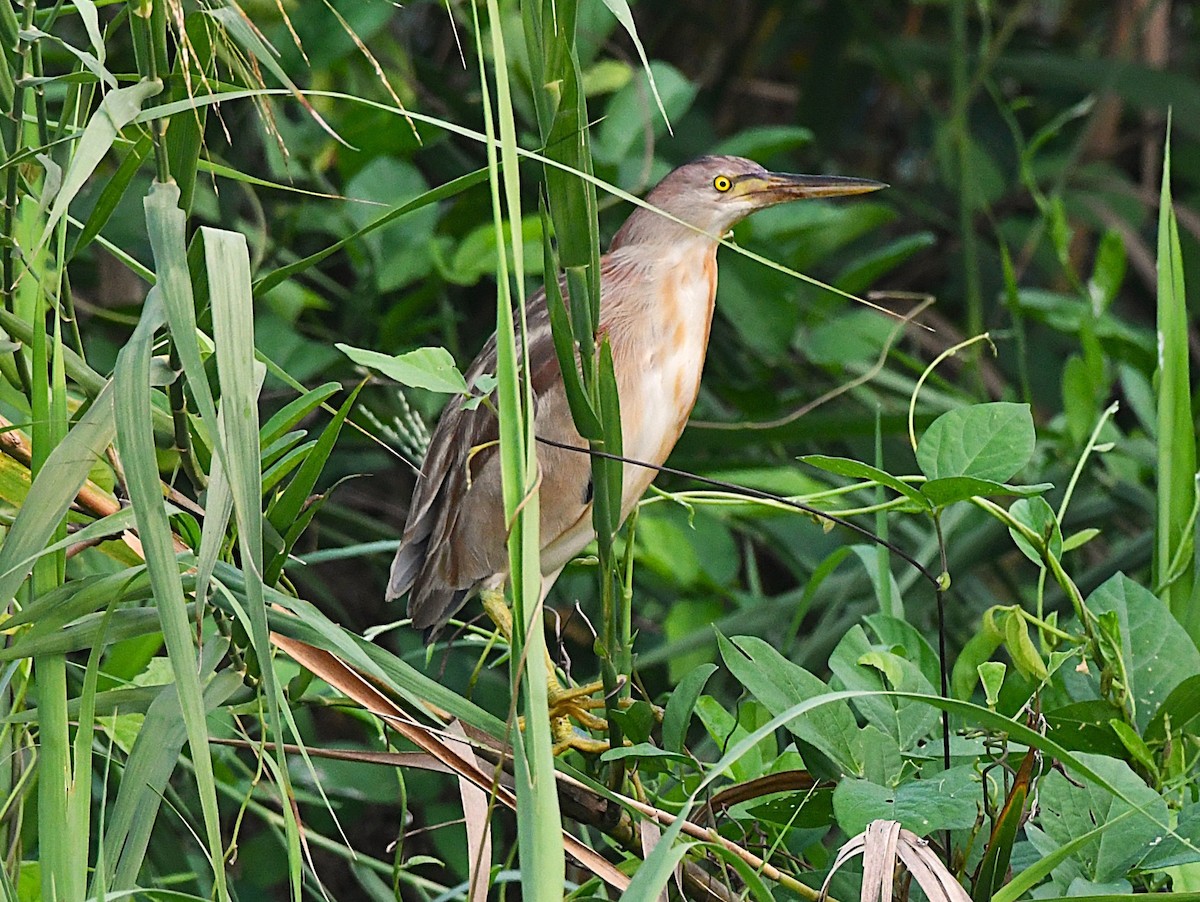 Yellow Bittern - ML633955442