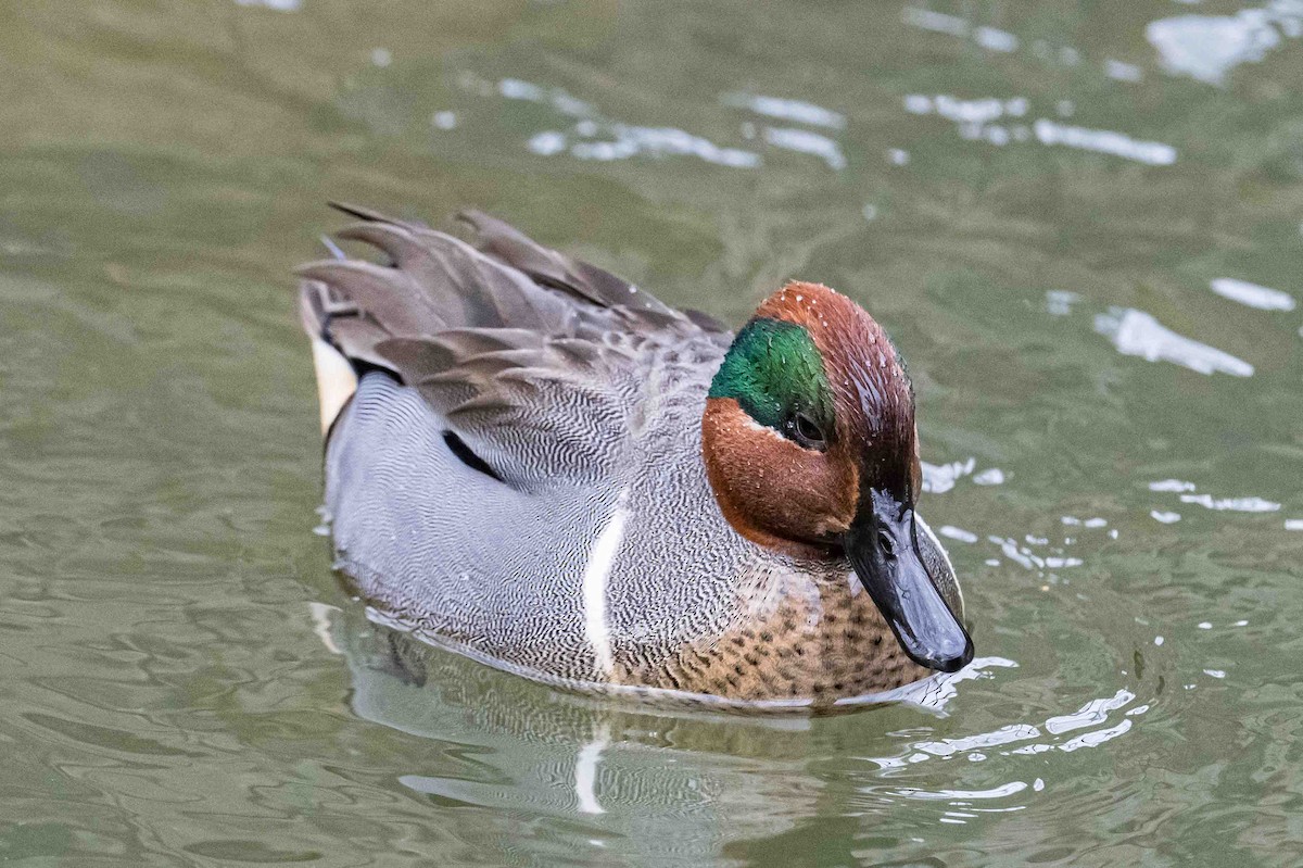 Green-winged Teal - ML633955443