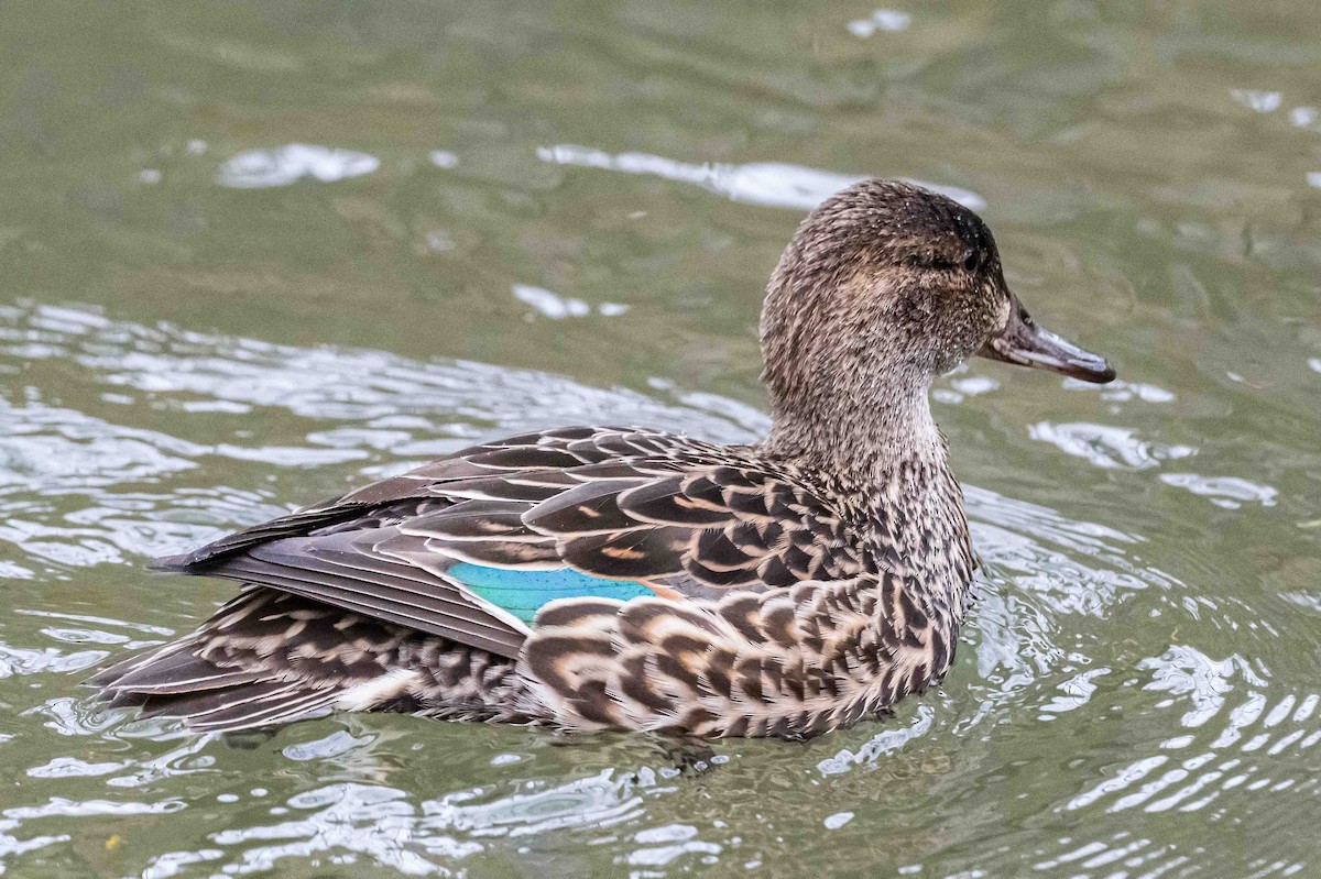 Green-winged Teal - ML633955444