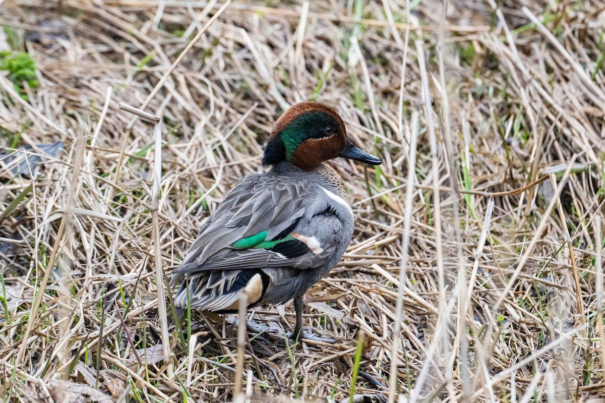 Green-winged Teal - ML633955445