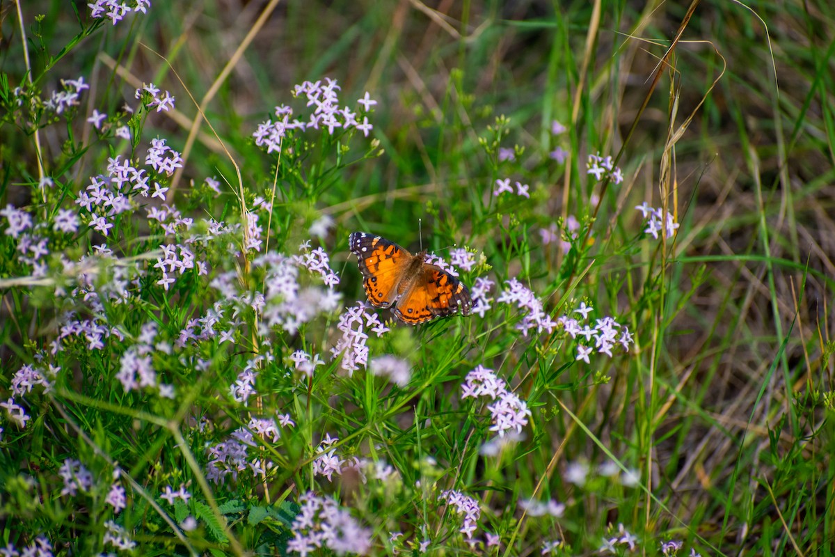 Insects - ML633955554