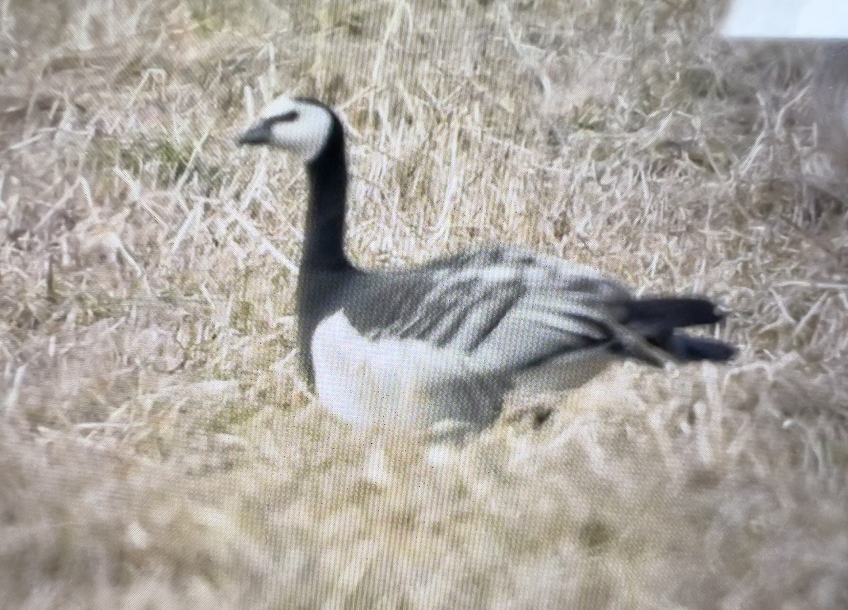 Barnacle Goose - ML633955557