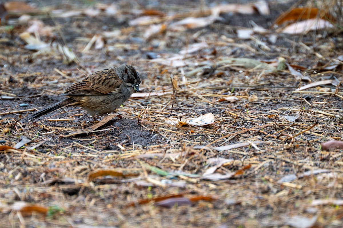 Yungas Sparrow - ML633955592