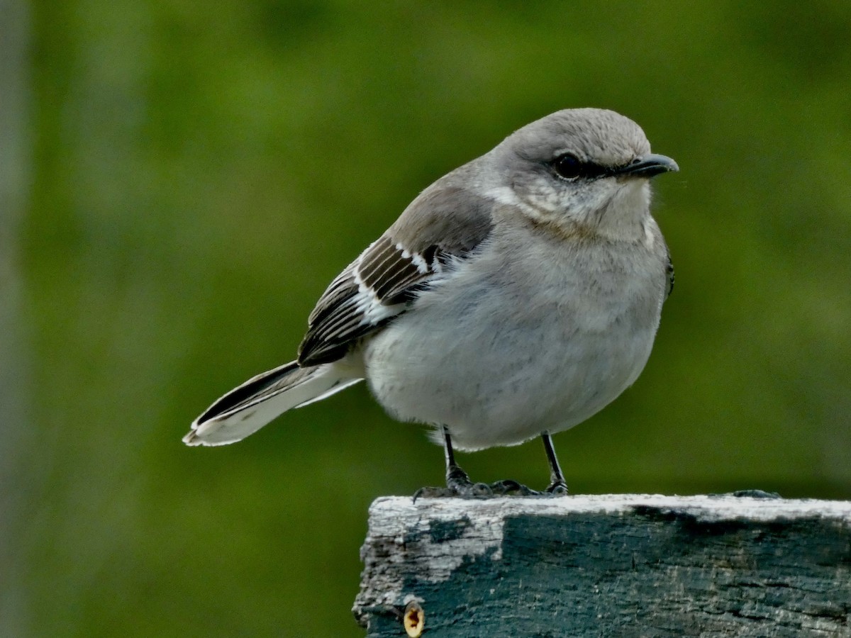 Northern Mockingbird - ML633955626