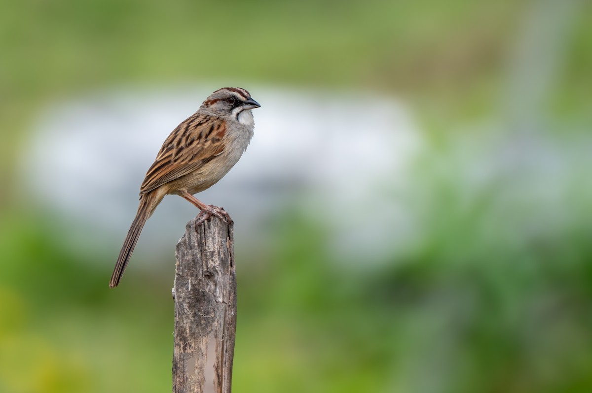 Yungas Sparrow - ML633955650
