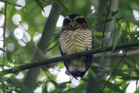 Band-bellied Owl - Pulsatrix melanota - Media Search