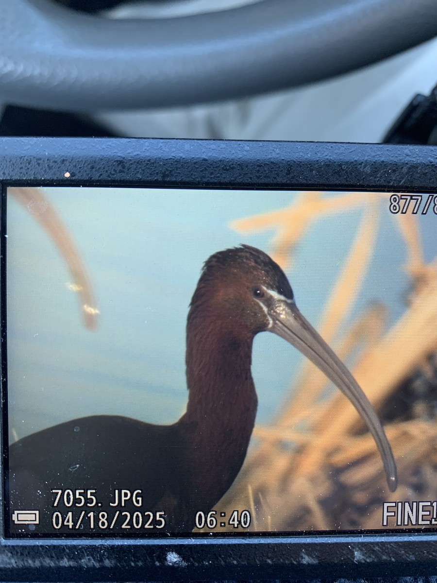 Glossy Ibis - ML633955787
