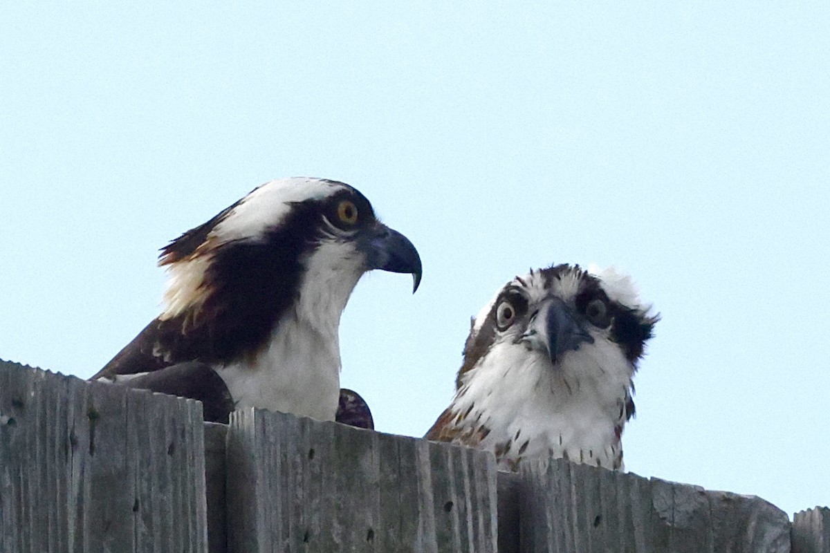 Osprey - ML633955862