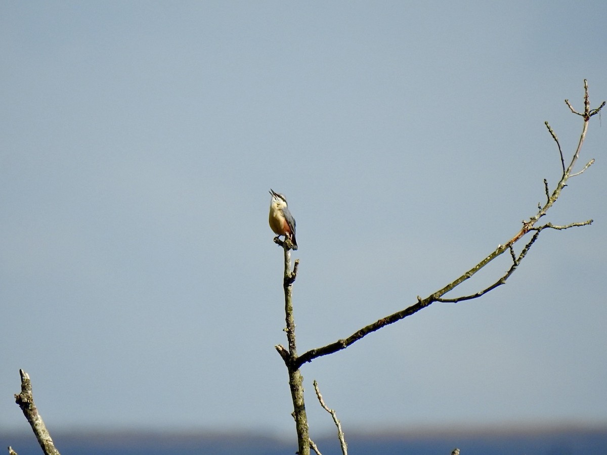 spettmeis (europaea gr.) - ML633955886