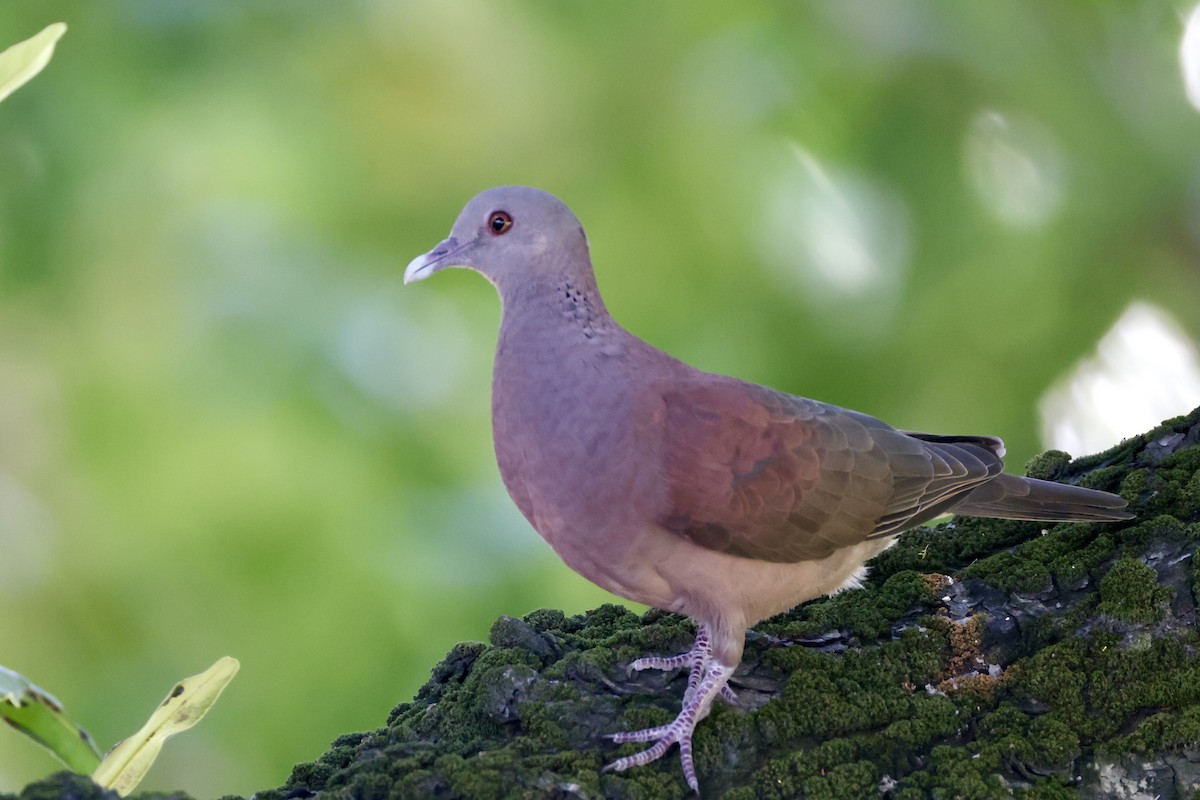 Malagasy Turtle-Dove - ML633955904