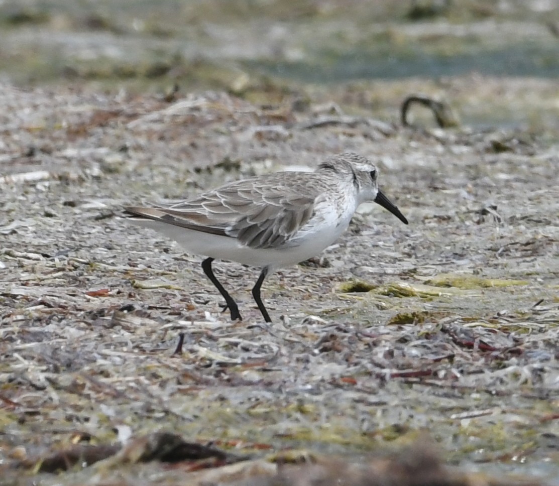 Western Sandpiper - Suzanne Zuckerman