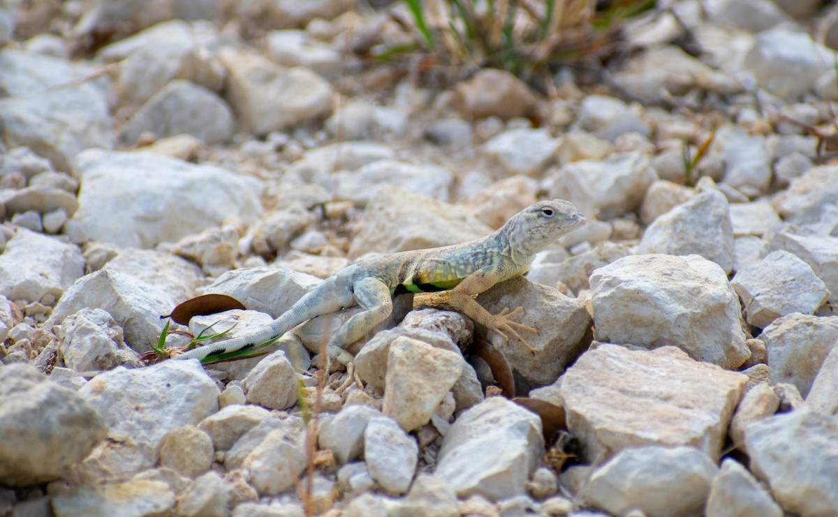 Greater Earless Lizard - ML633955937