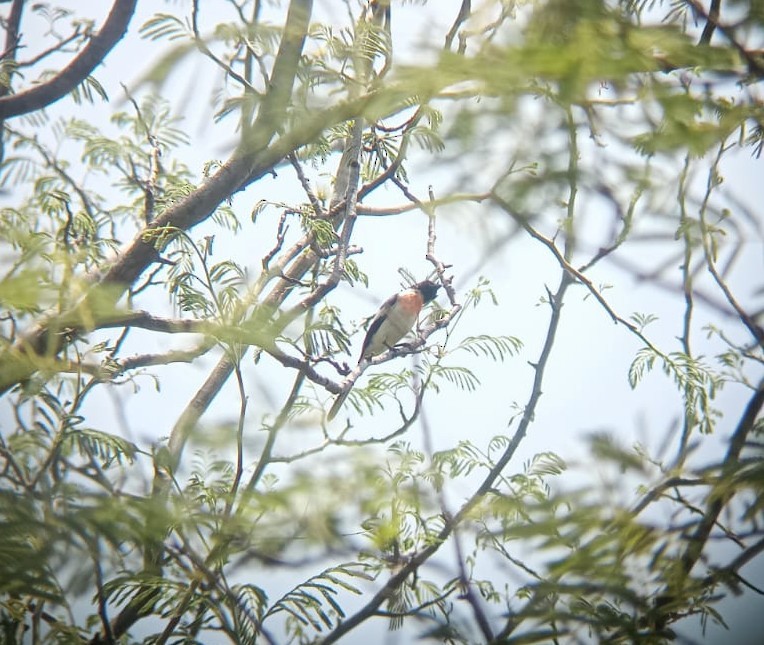 White-bellied Minivet - ML633956297