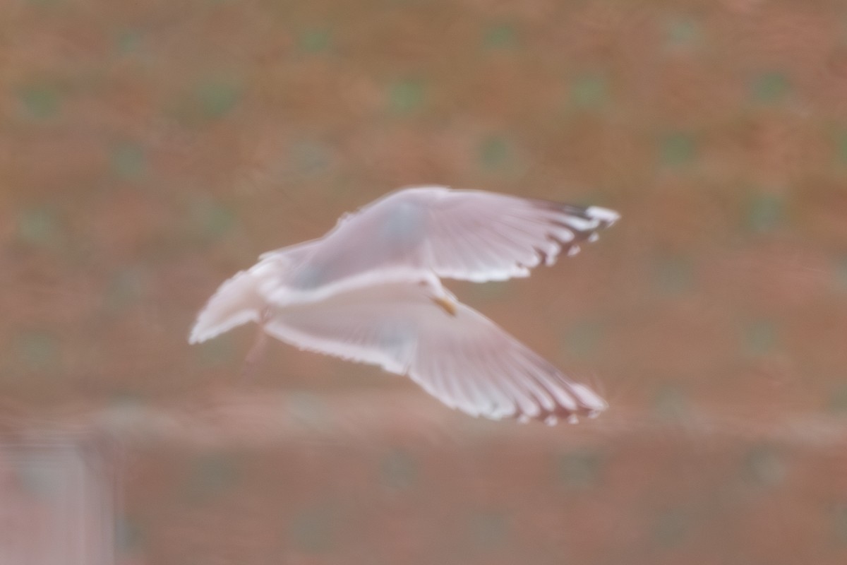 Iceland Gull (Thayer's) - ML633956308