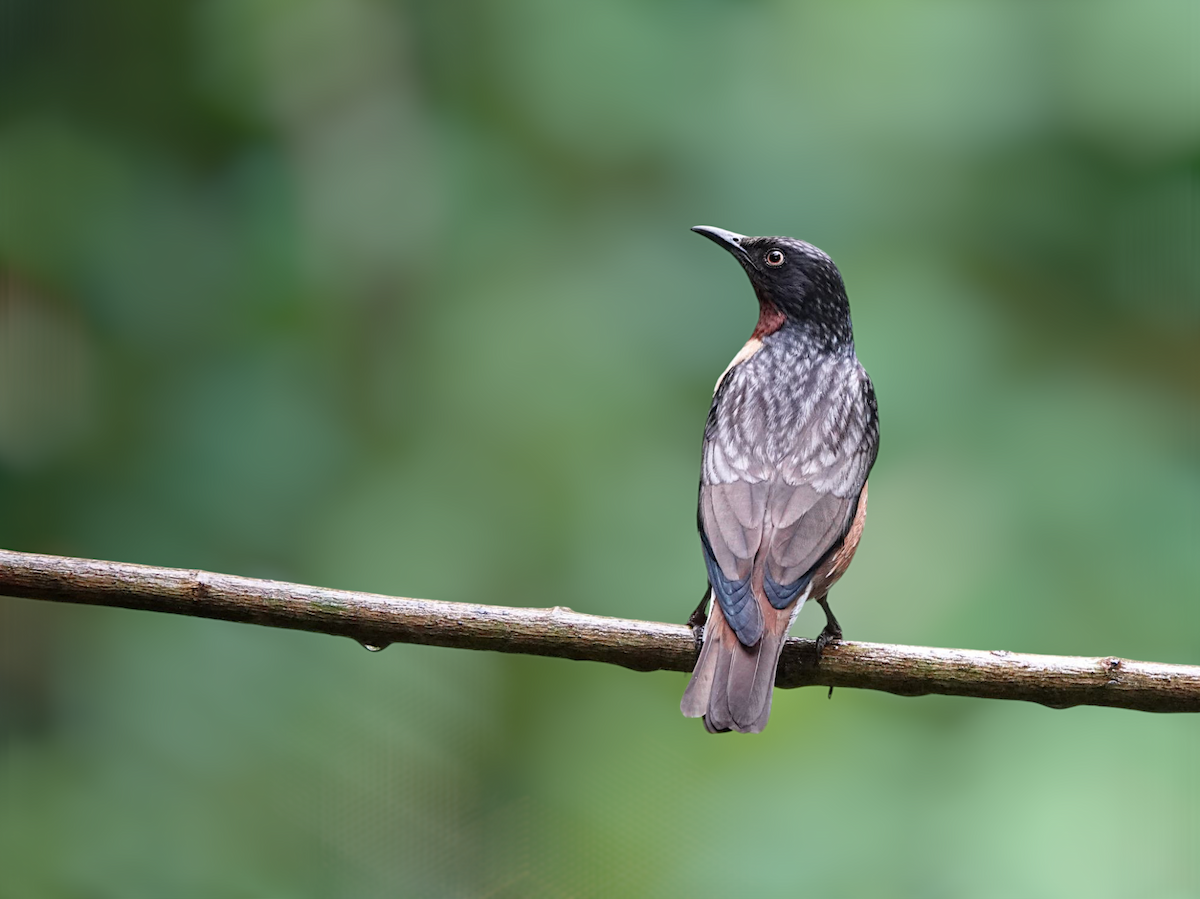 Spot-winged Starling - ML633956376