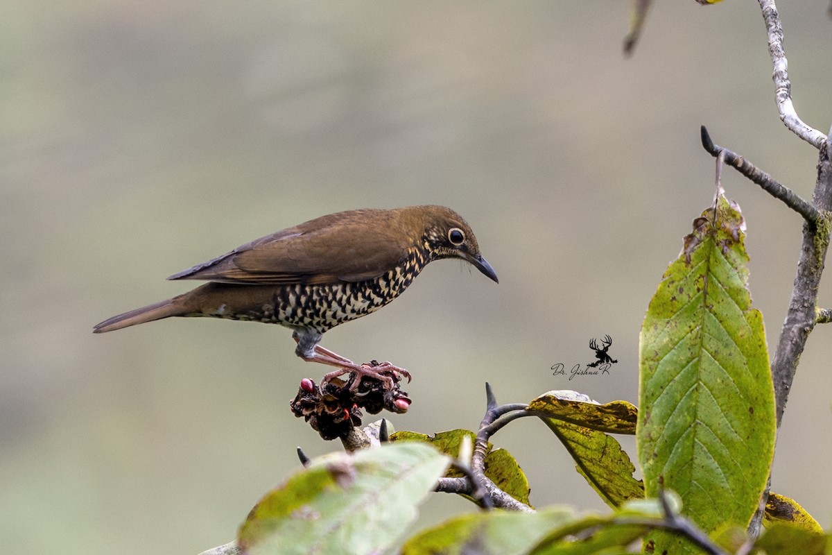 Himalayan Thrush - ML633956450