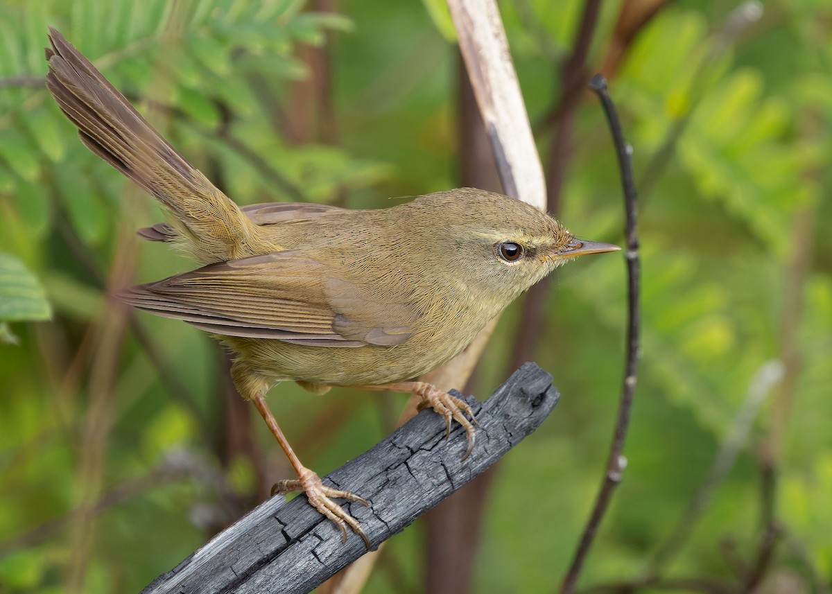 Aberrant Bush Warbler (Perplexing) - ML633956549