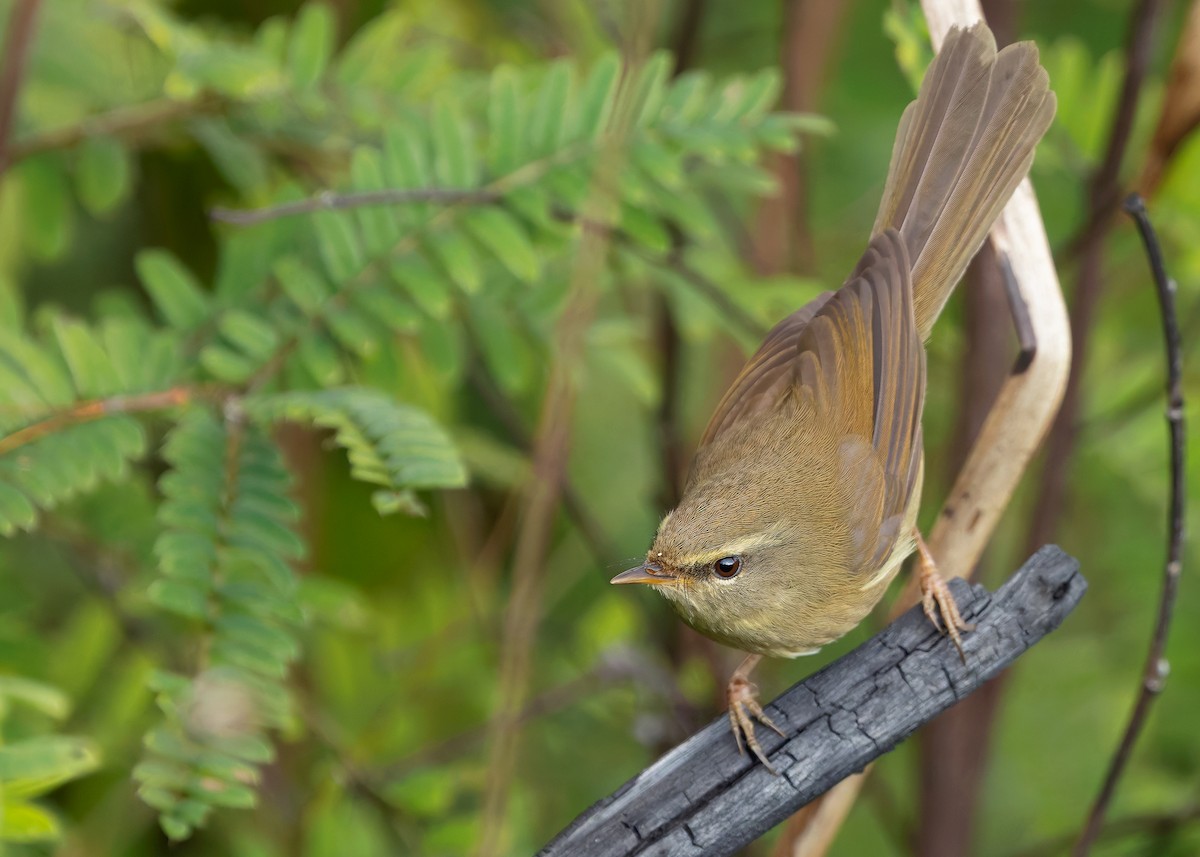 Aberrant Bush Warbler (Perplexing) - ML633956550