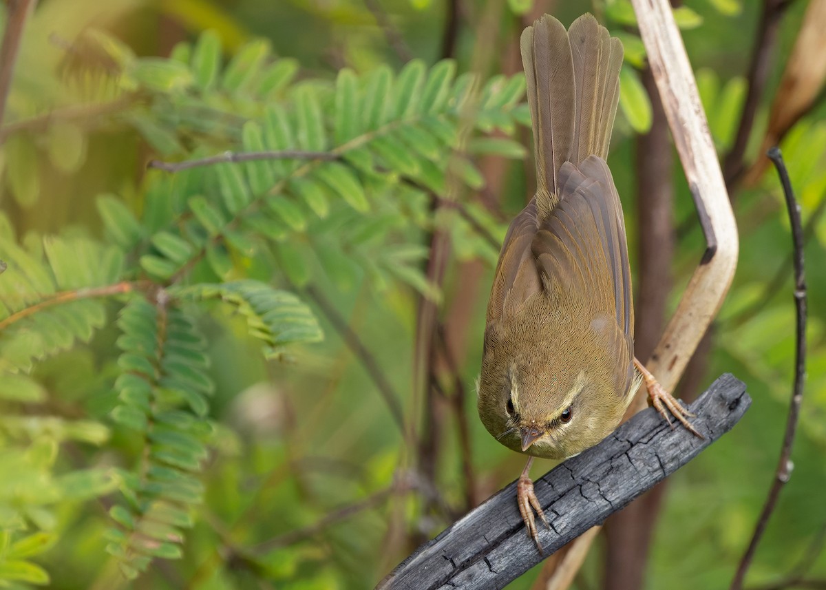 Aberrant Bush Warbler (Perplexing) - ML633956551