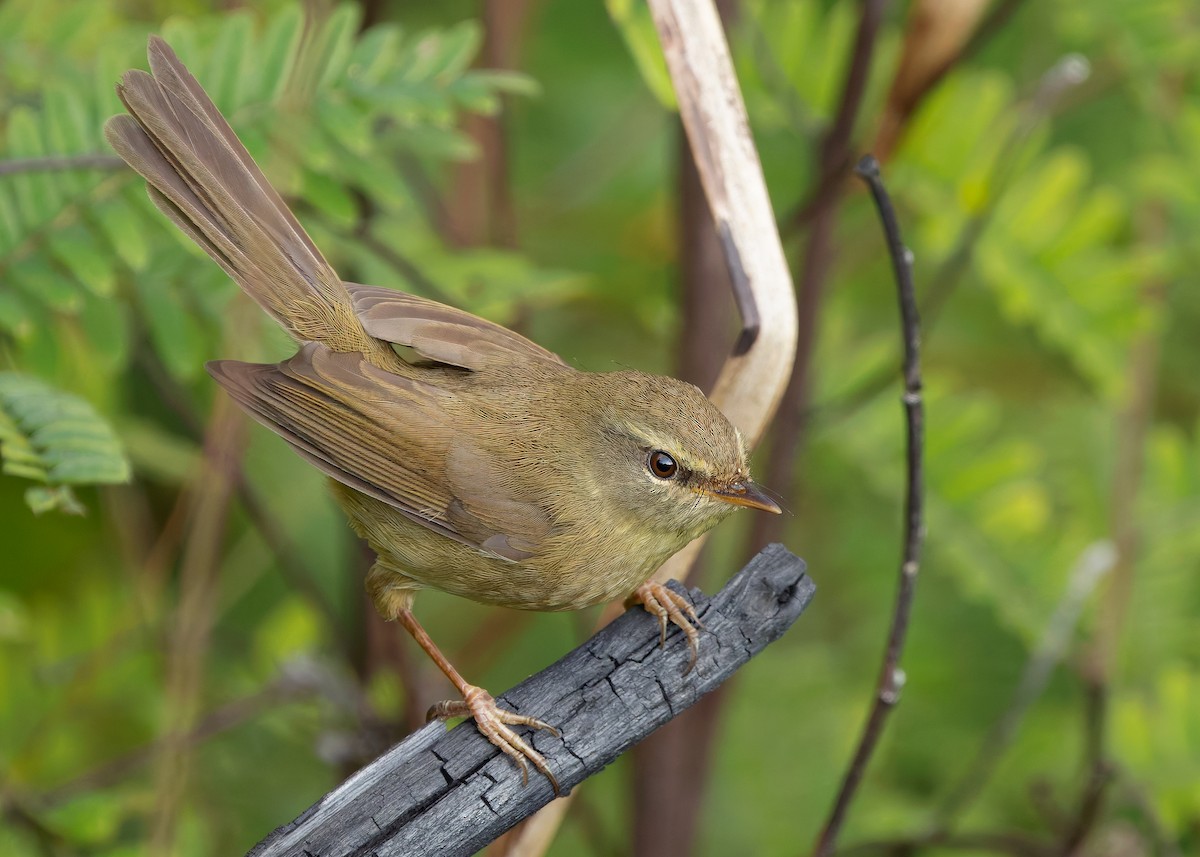 Aberrant Bush Warbler (Perplexing) - ML633956552