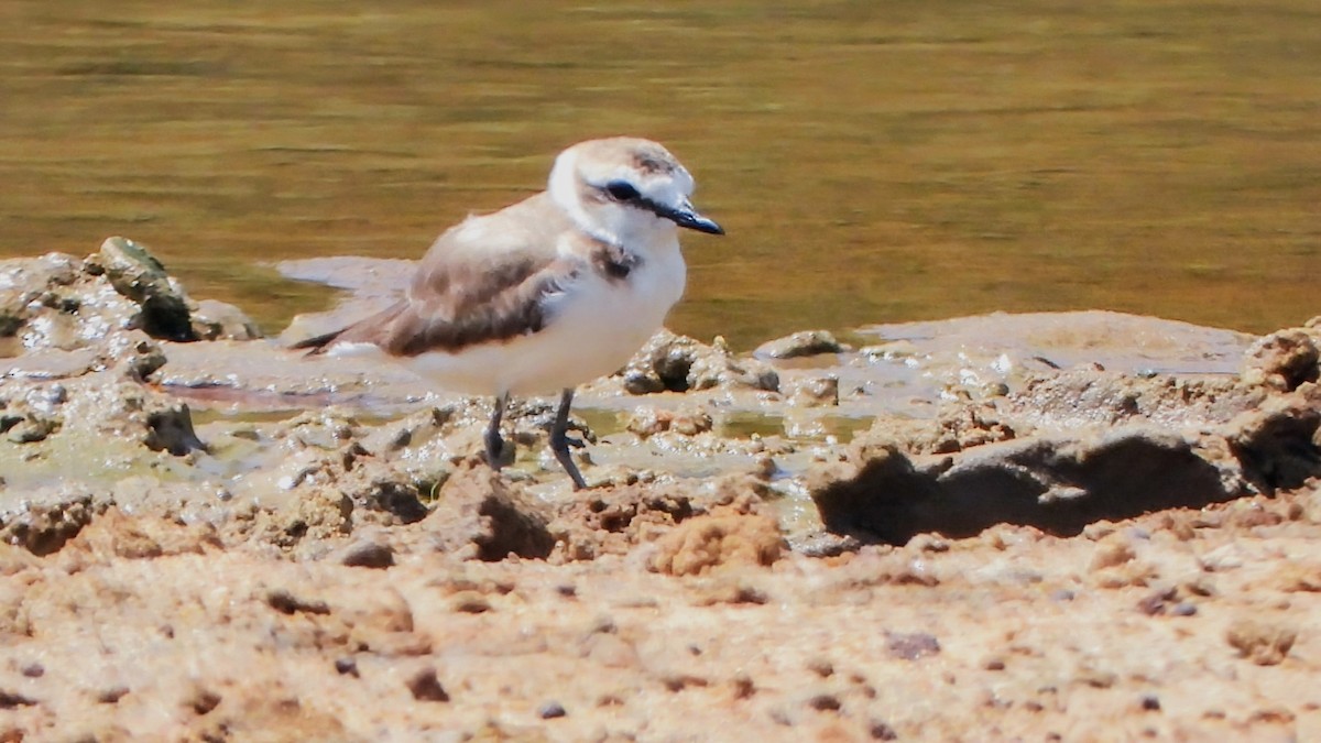 Kentish Plover (Hanuman) - ML633956641