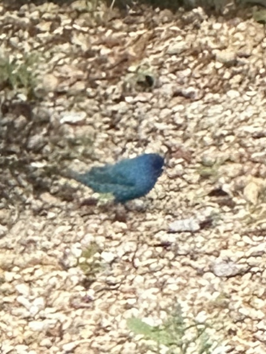 Indigo Bunting - ML633956644
