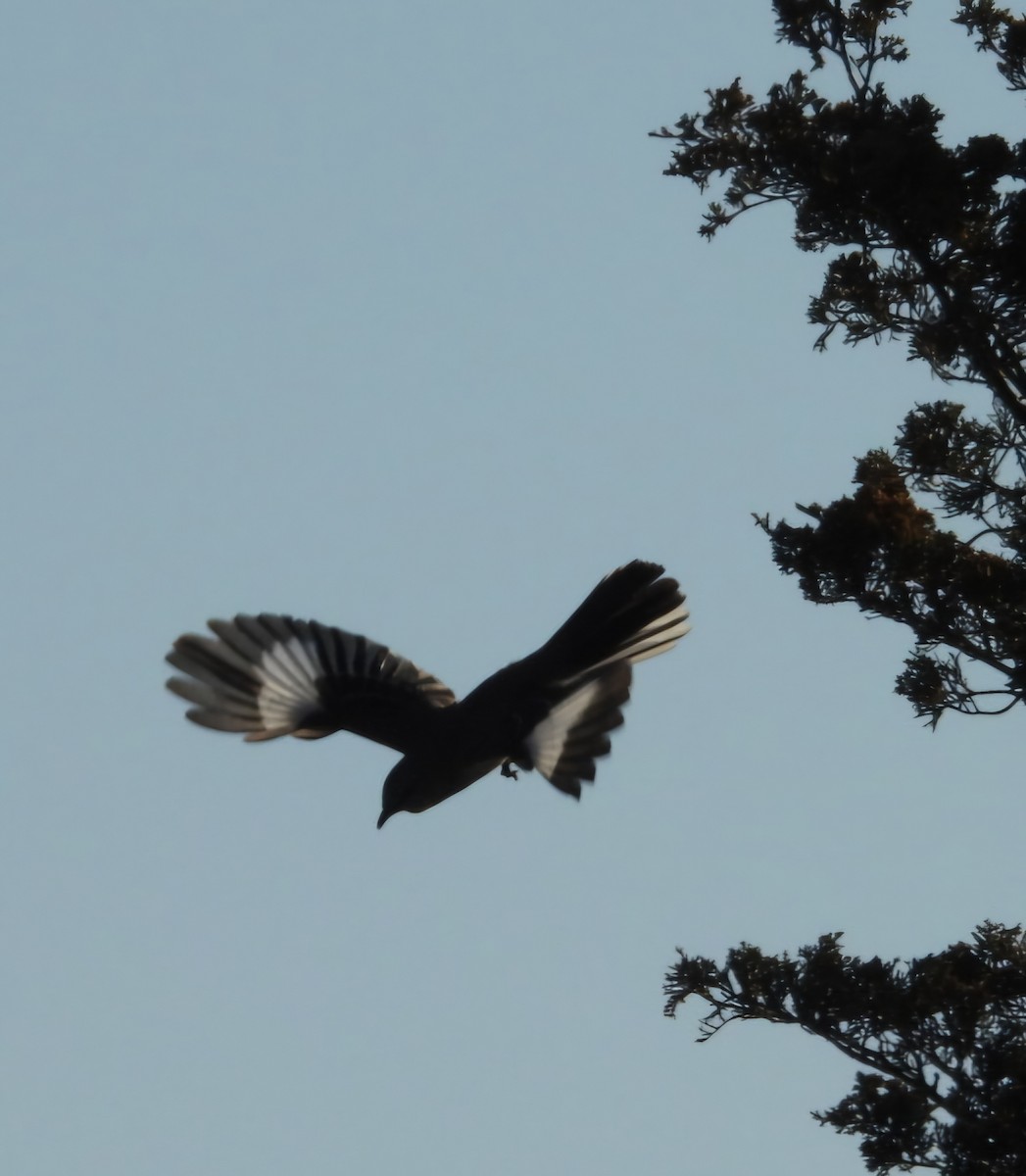 Northern Mockingbird - ML633956646