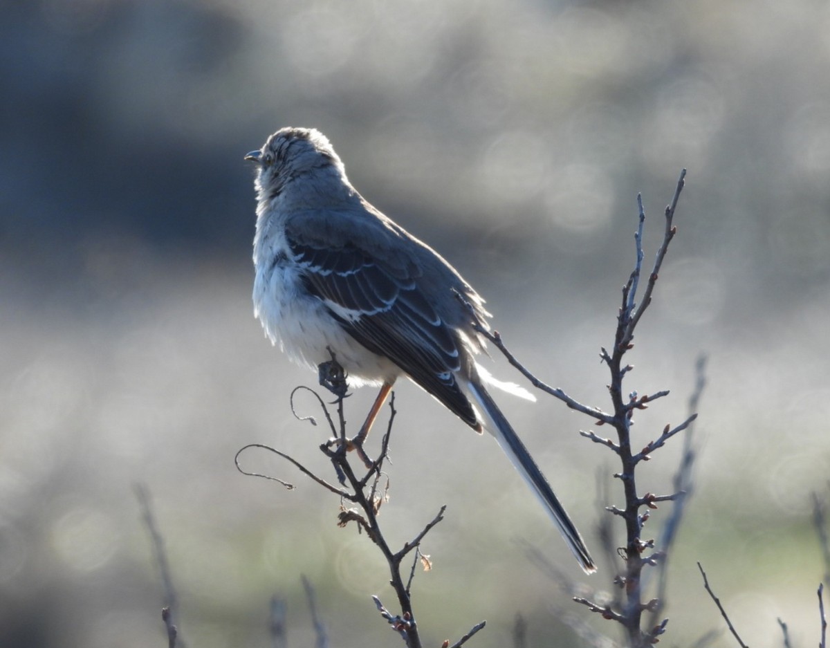 Northern Mockingbird - ML633956647
