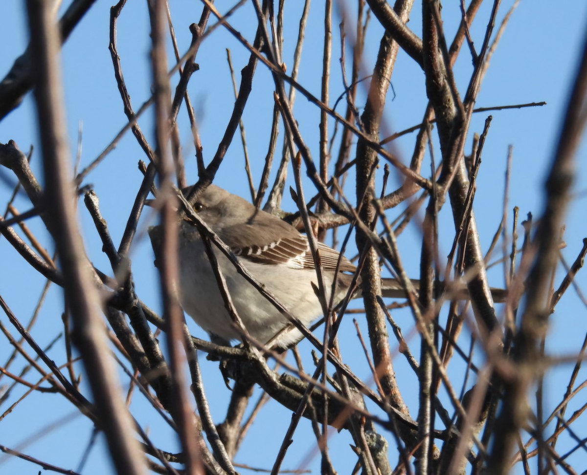 Northern Mockingbird - ML633956648