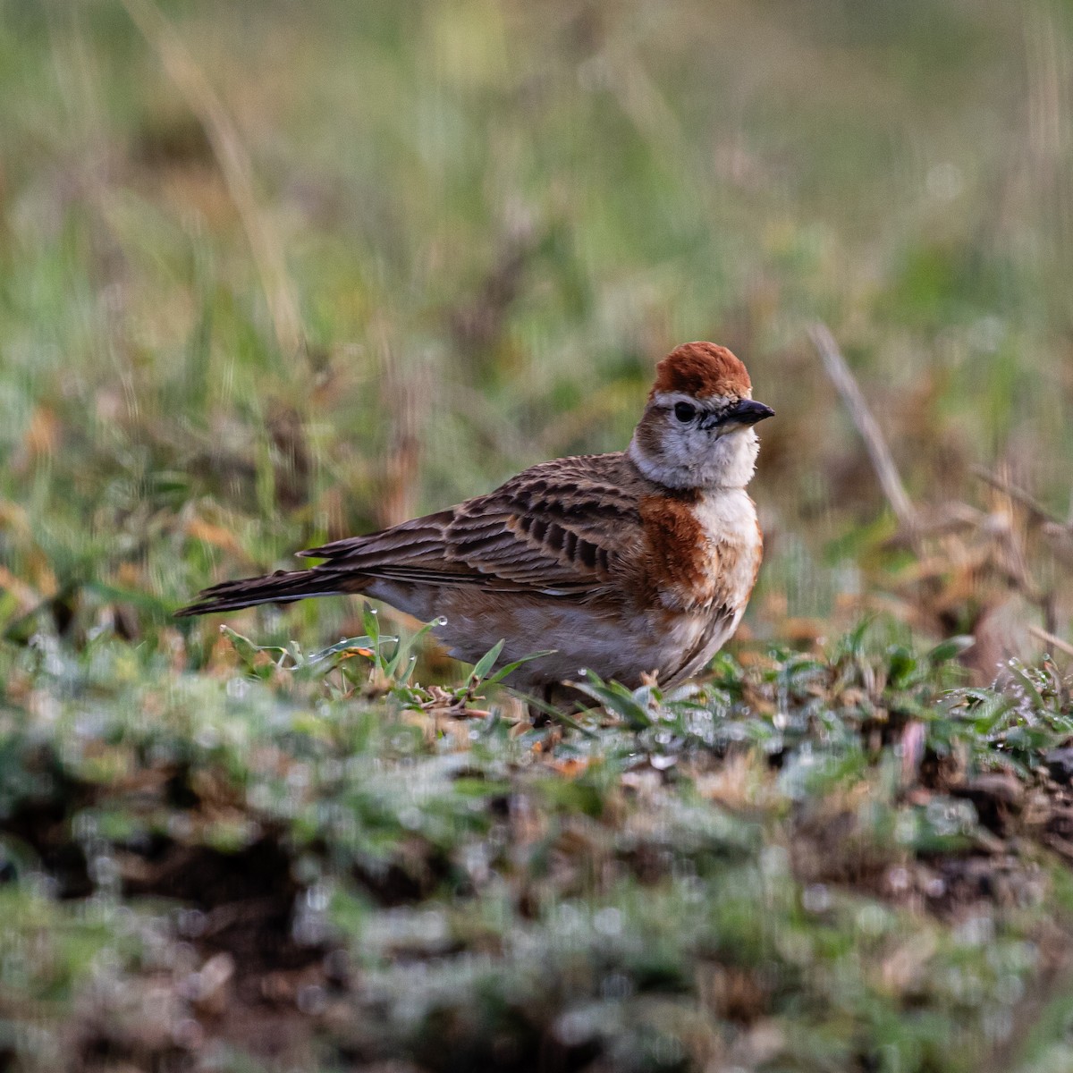 Red-capped Lark - ML633956764