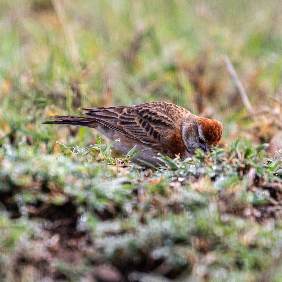 Red-capped Lark - ML633956765