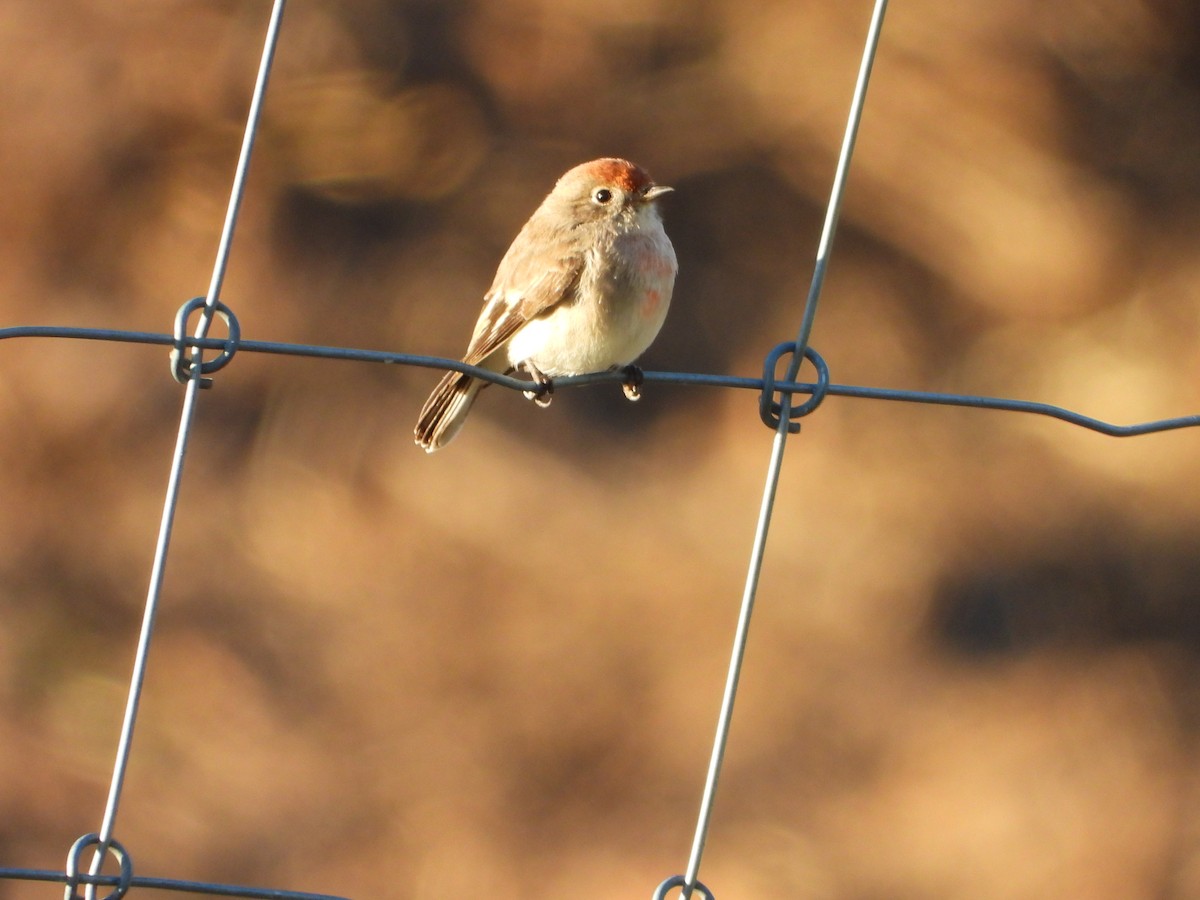 Petroica Frentirroja - ML633956789